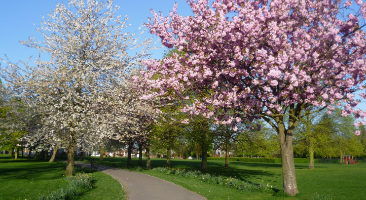 Hidden London: blossom time in Eltham Park South by Marathon