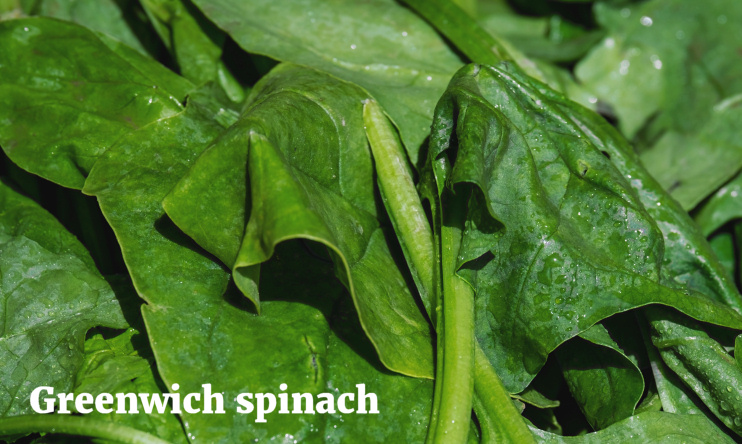Hidden London: Greenwich spinach
