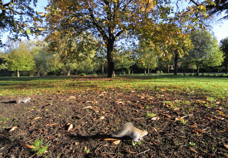 Hidden London: An autumnal scene in Finsbury Park, with the obligatory squirrel
