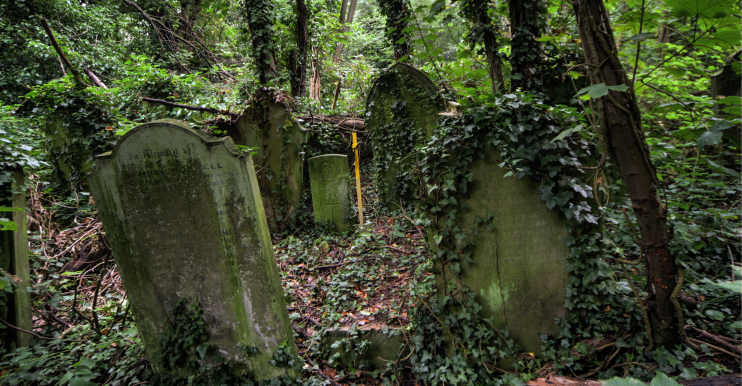An untamed part of Nunhead cemetery, with wobbly gravestones, trees, and much undergrowth
