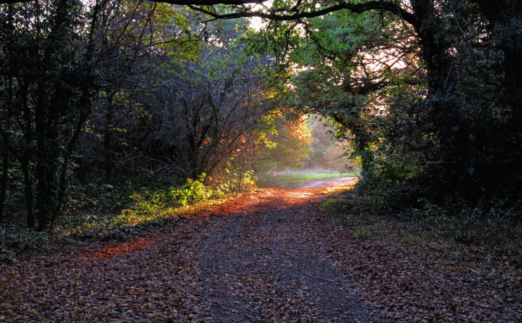 Light at the end of the path - Roger Jones -  geograph-2699826-by-Roger-Jones