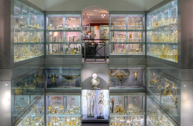 Two floors of display cases at the Hunterian Museum