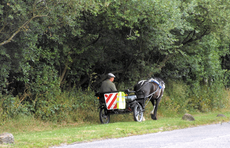 Horse and buggy on Rowley Lane