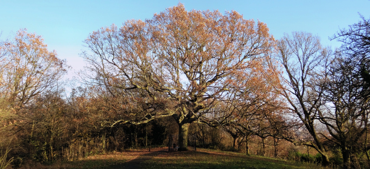 The Oak of Honor, One Tree Hill